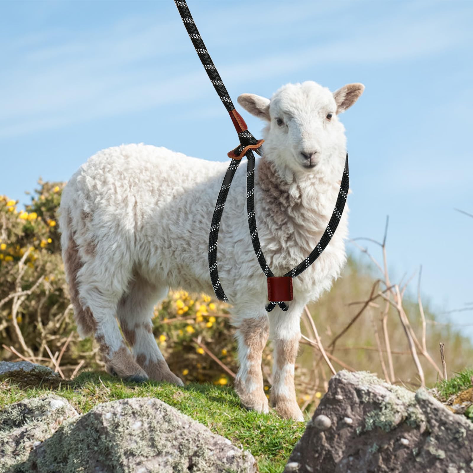 HRYOML goat harness night-walk safety with reflective strip.