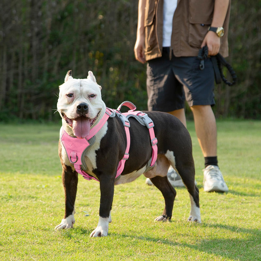 Huntboo adjustable design with multiple points adapts as dogs grow and move.
