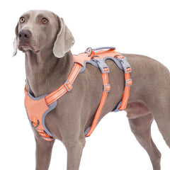 Huntboo lift-handle harness front view provides secure control during walks
