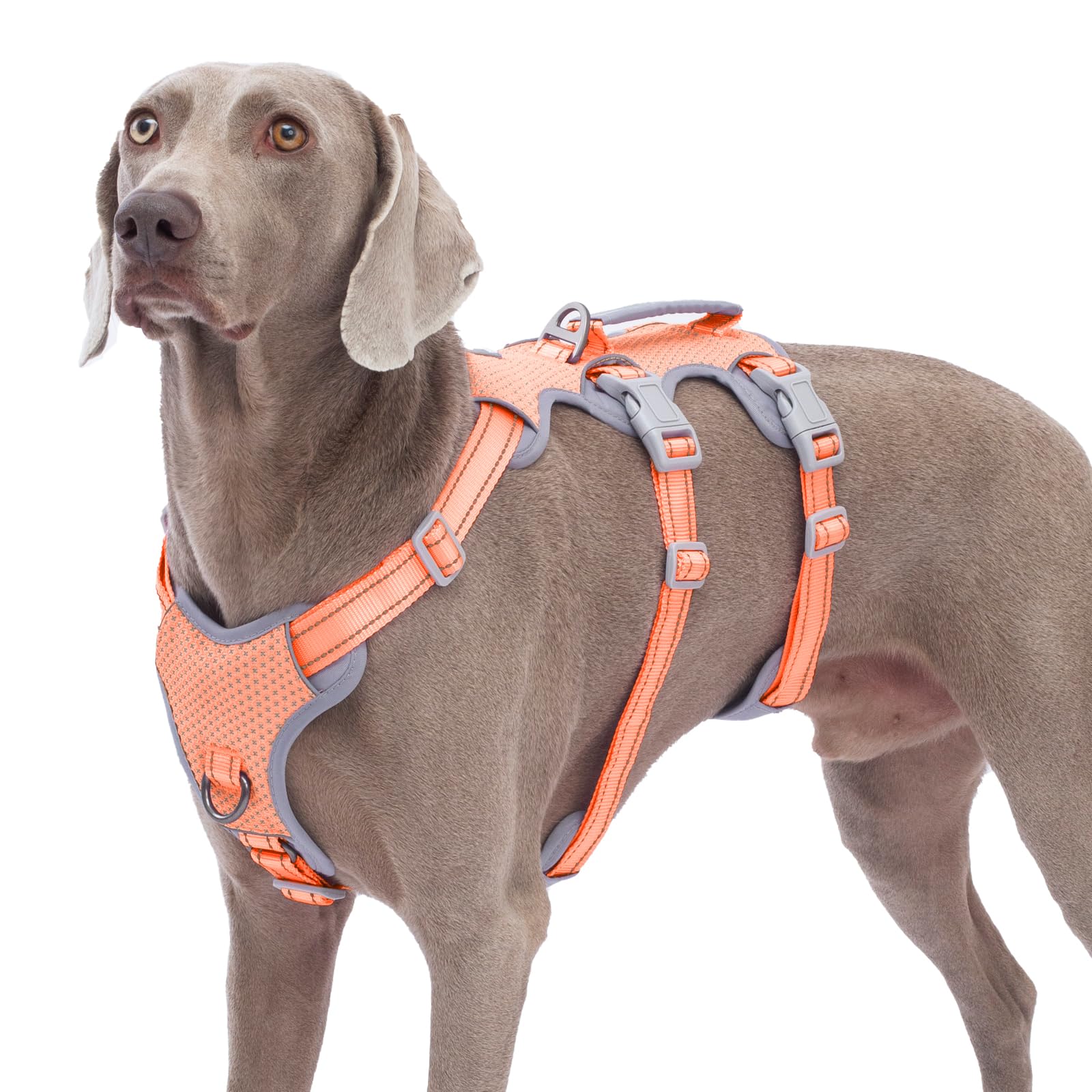 Huntboo Escape-Proof Harness orange front view demonstrates secure fit for daily walks.