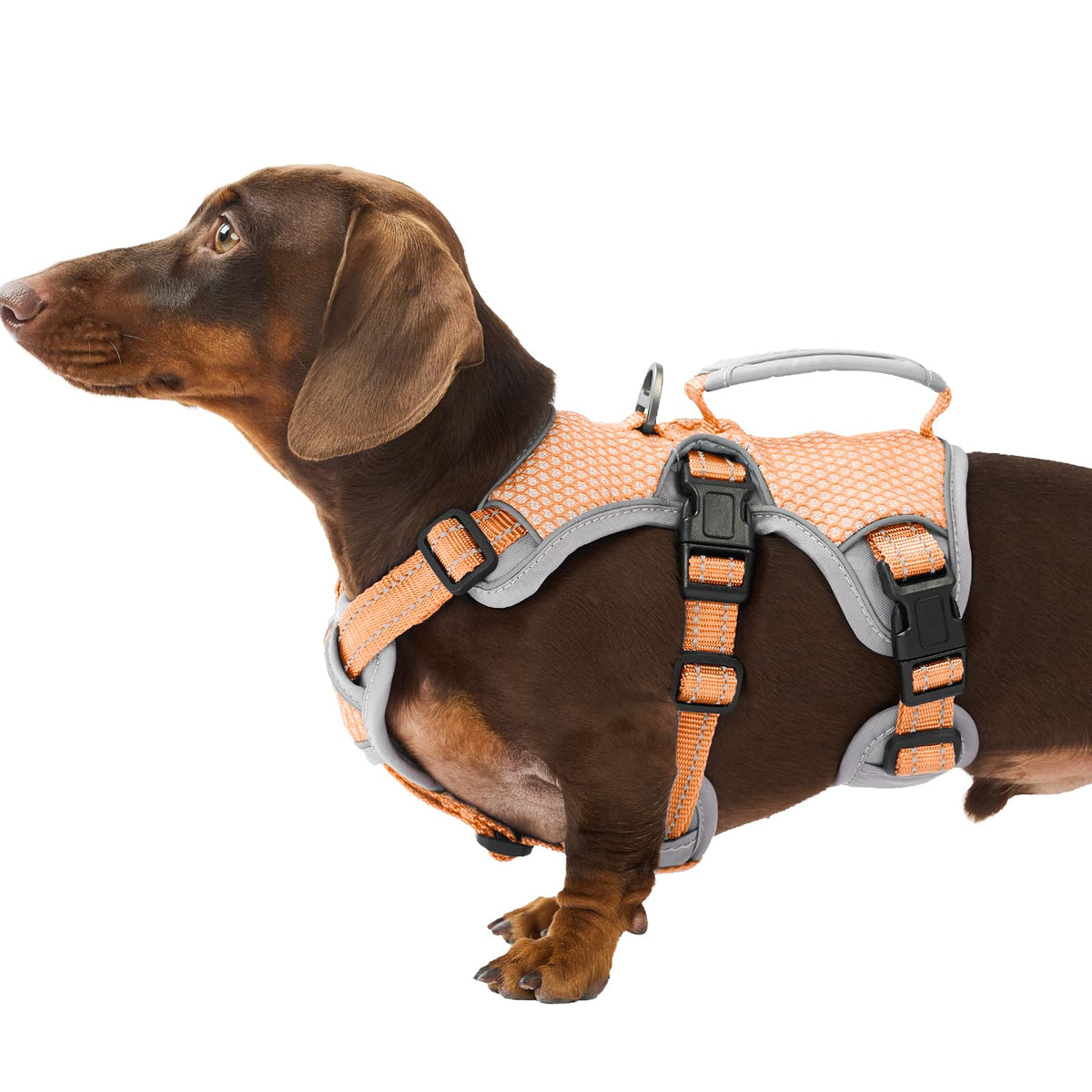 Huntboo escape-proof harness orange front view shows secure fit for walks