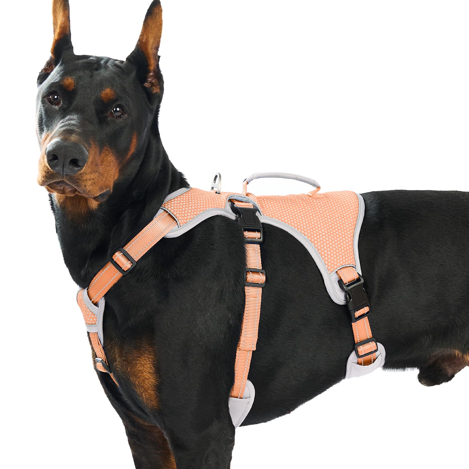 Huntboo escape-proof harness front view shows secure fit for active dogs