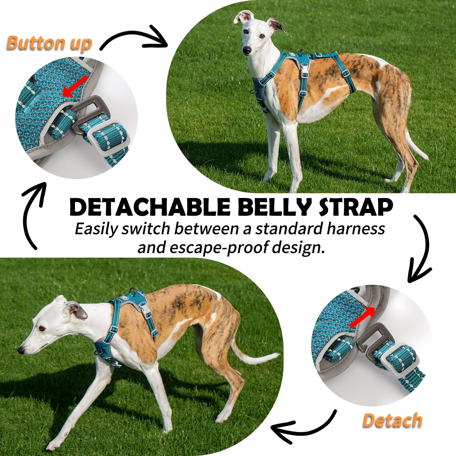 Huntboo Escape Proof Harness back-d-ring shows secure control during hikes and daily strolls