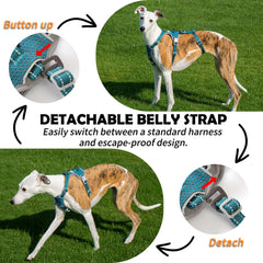 Huntboo Escape Proof Harness back-d-ring shows secure control during hikes and daily strolls