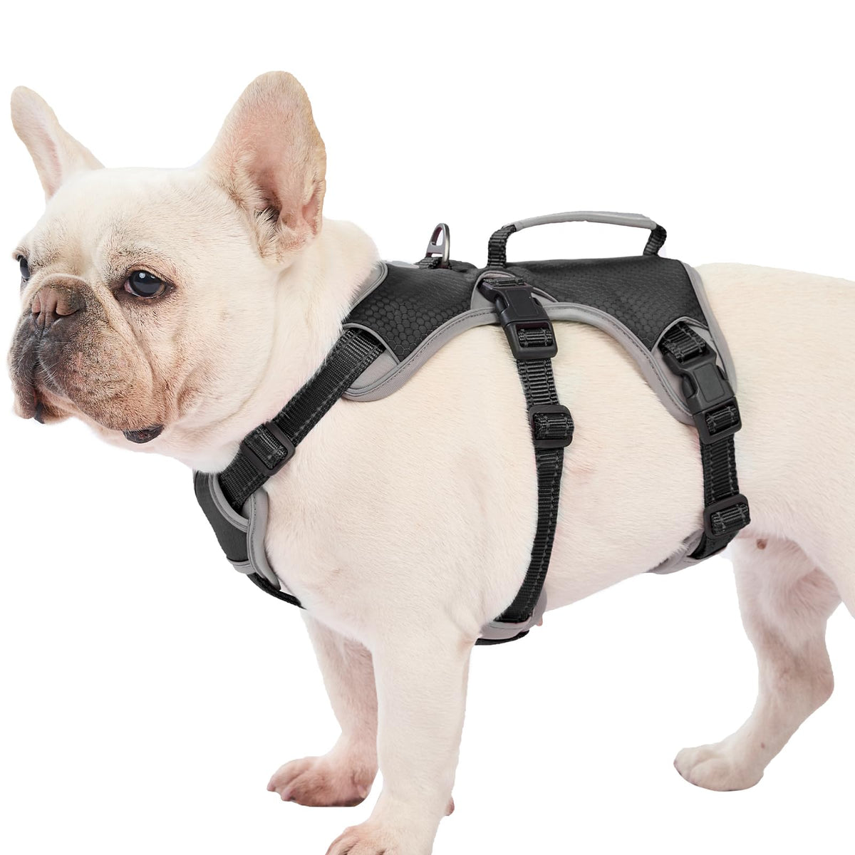 Huntboo escape-proof harness on a dog's side view for secure walking
