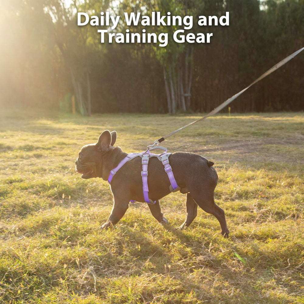Huntboo five-adjustable-points ensure a snug fit for growing medium dogs