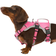 Huntboo escape-proof harness front view for secure daily walks