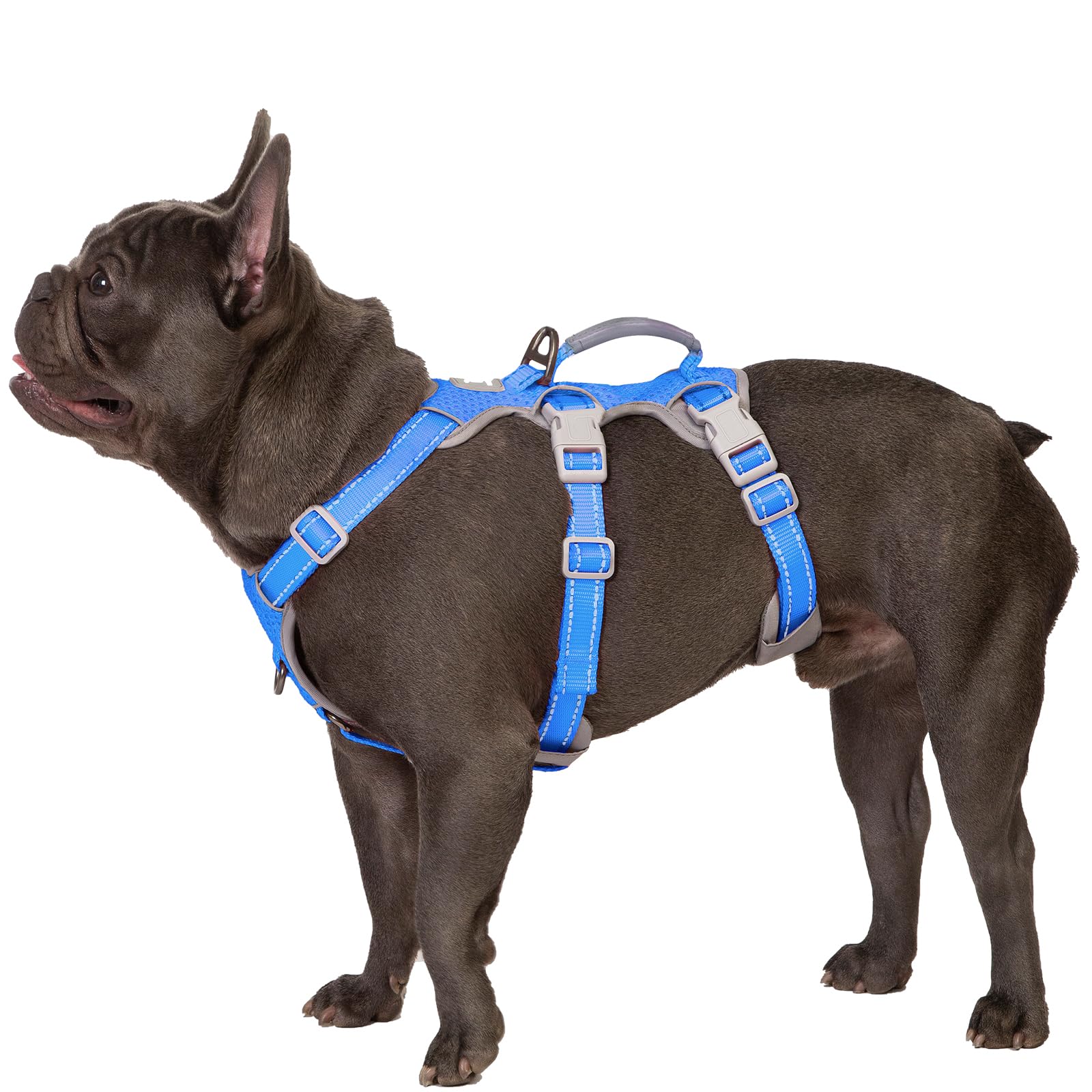 Huntboo Escape Proof Harness full view in sea blue for secure daytime walks.