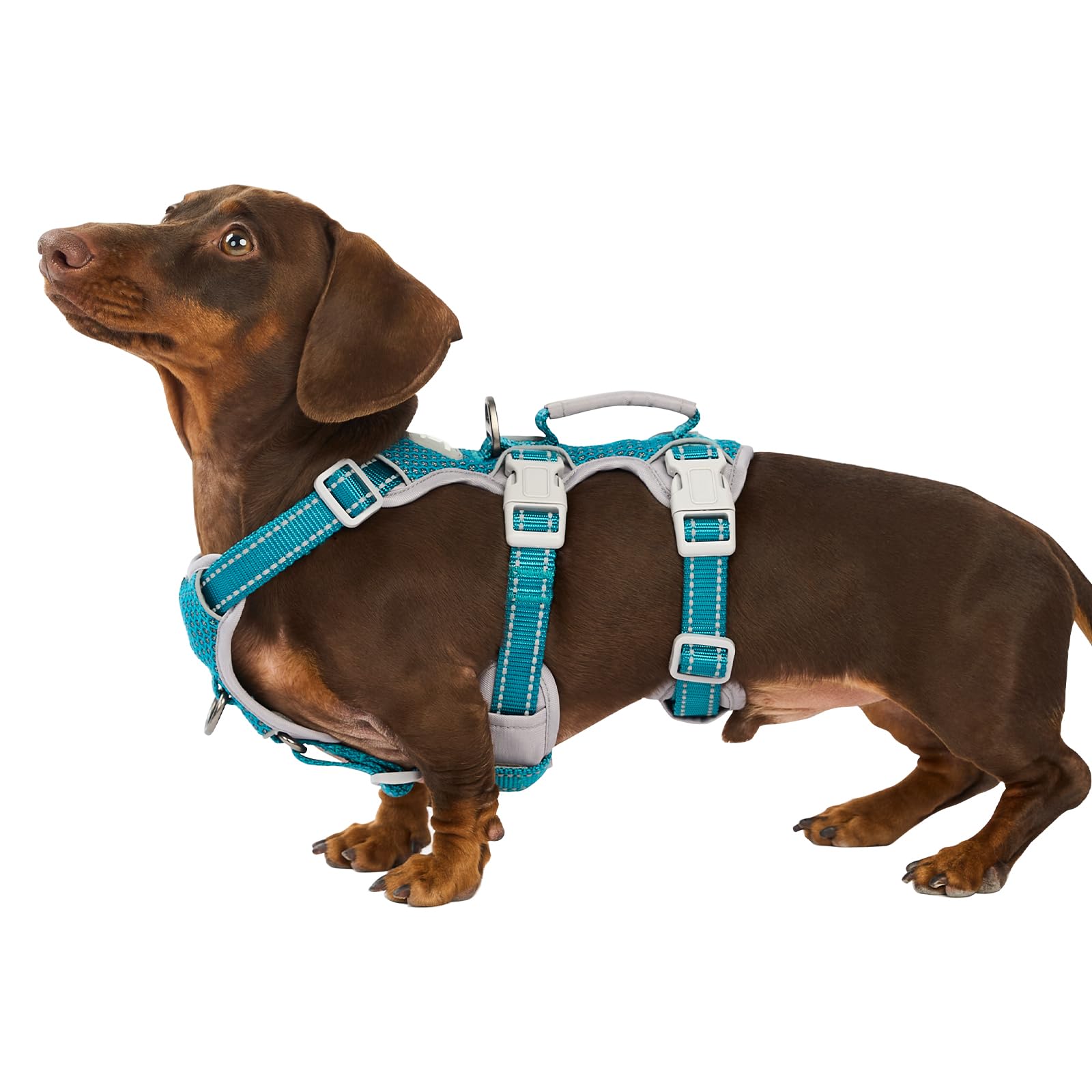 Huntboo Escape Proof Harness full view shows secure fit for safe daily walks