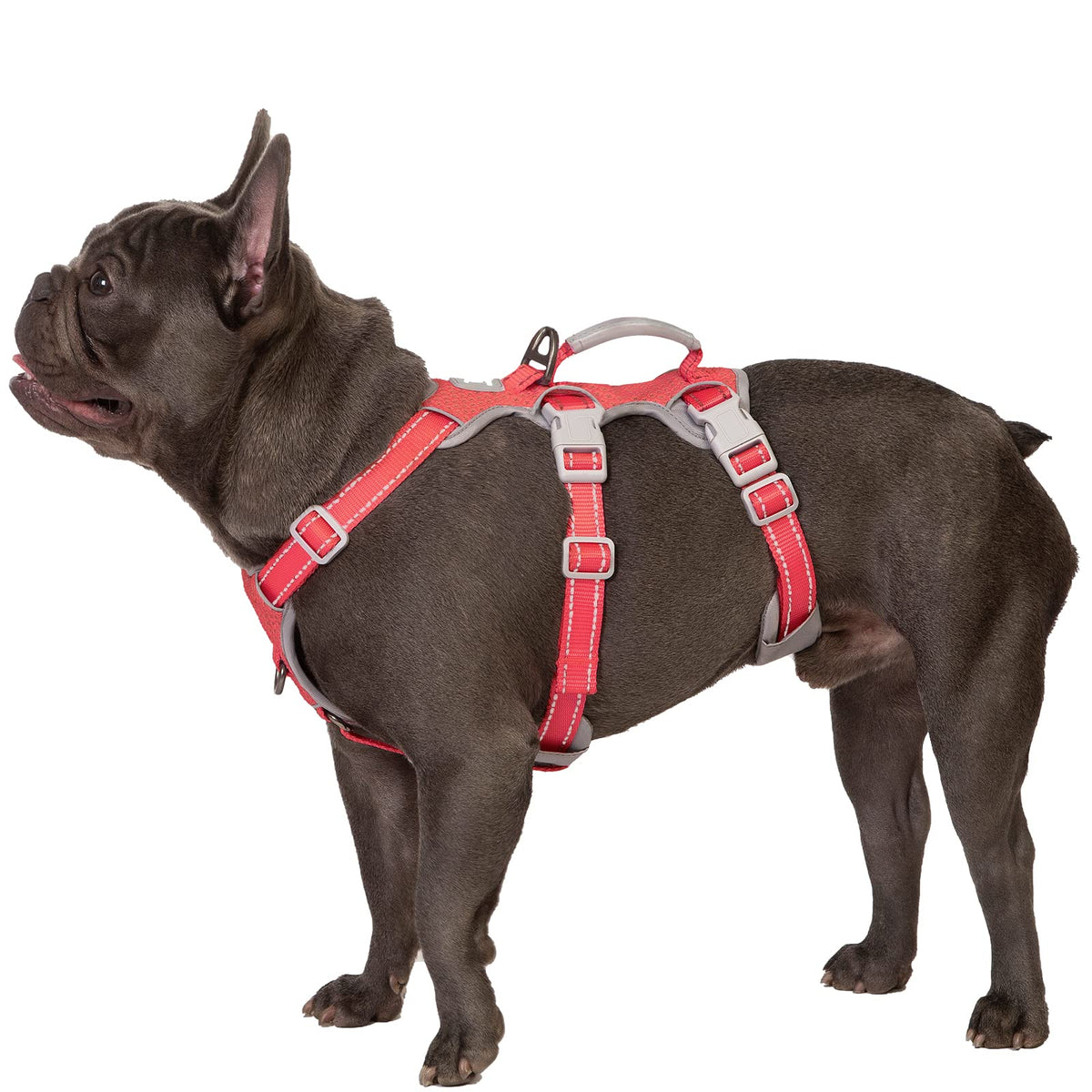 Huntboo Escape Proof Harness hero view showing secure fit for confident outdoor walks