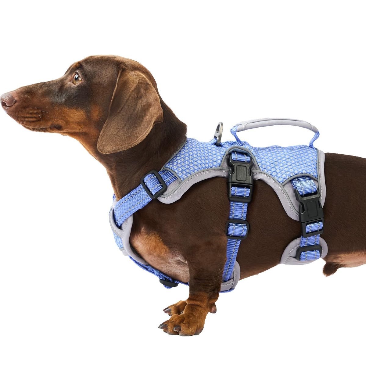 Huntboo escape-proof harness strap shows secure fit for active dogs during walks.