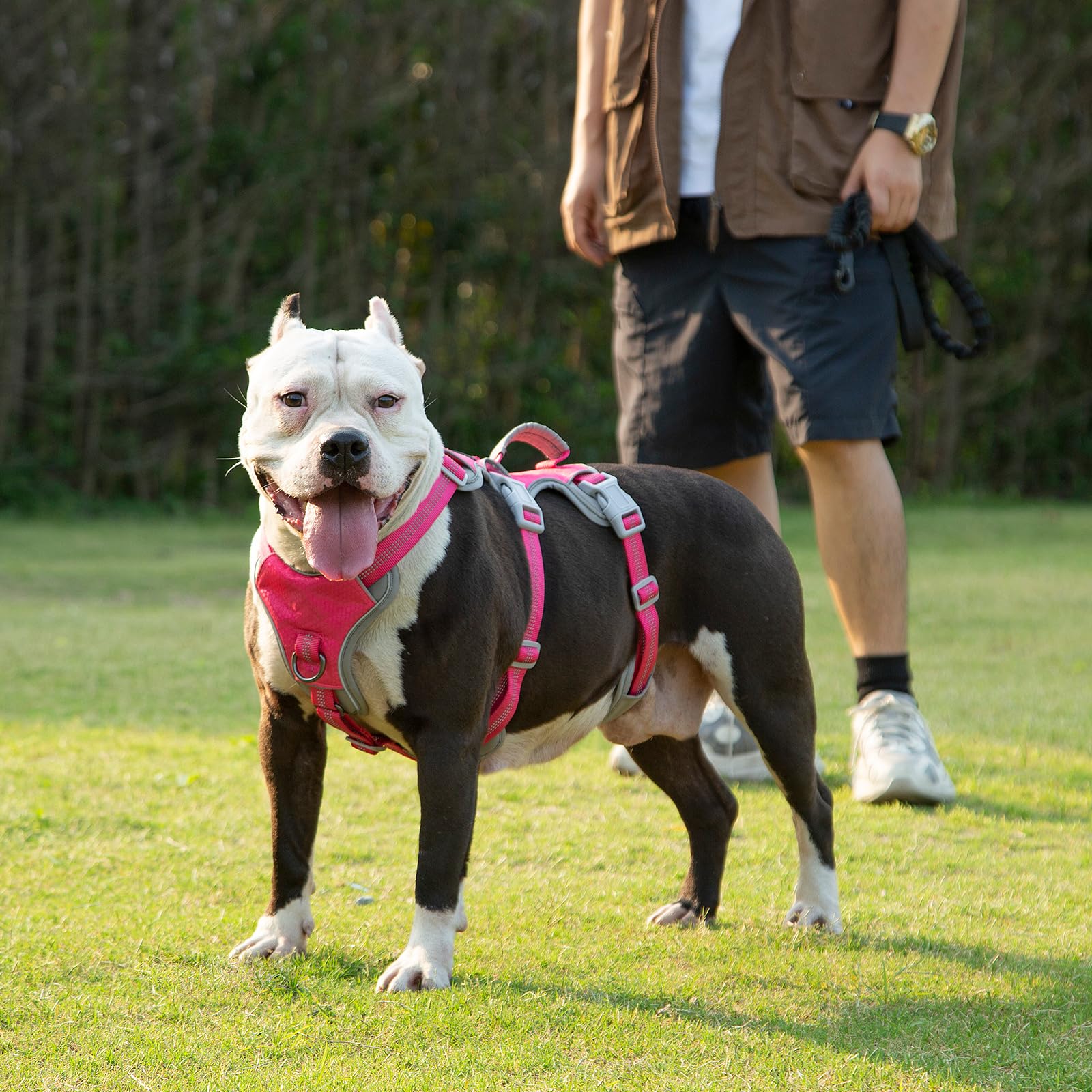 Huntboo escape-proof harness rose red worn during walk and training.