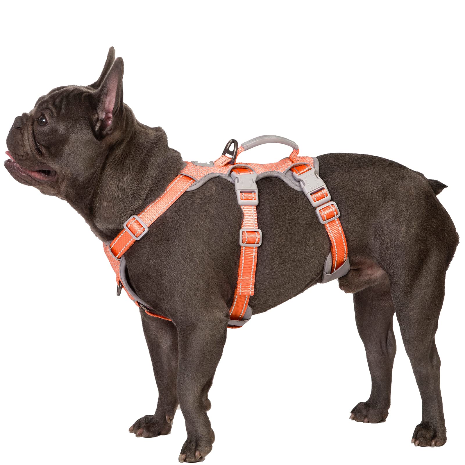 Huntboo No Escape harness on a dog in orange, showing secure fit for daily walks