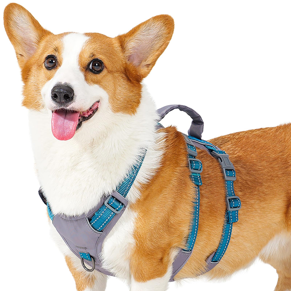 Huntboo reflective dog harness with teal back strap enhances night visibility during evening walks.