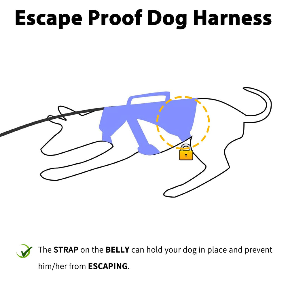 Huntboo reflective night-walk harness enhances visibility for safer evening strolls.