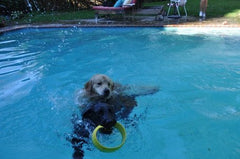 HurriK9 dog ring launcher three rings included emphasizes ready-to-play versatility