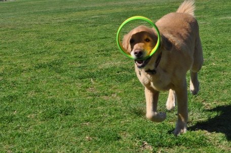 HurriK9 lab-tested safety confirms non-toxic dog toy design