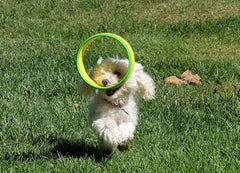 HurriK9 classic rings flying distance ready for fetch sessions.