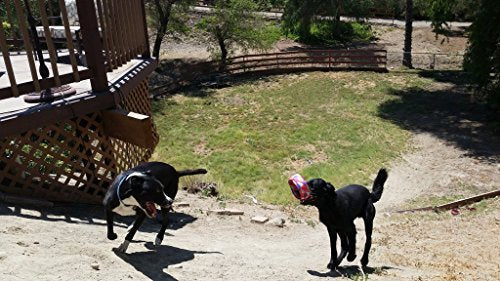 HurriK9 dog retrieving with rings showcases simple, enjoyable fetch routines.