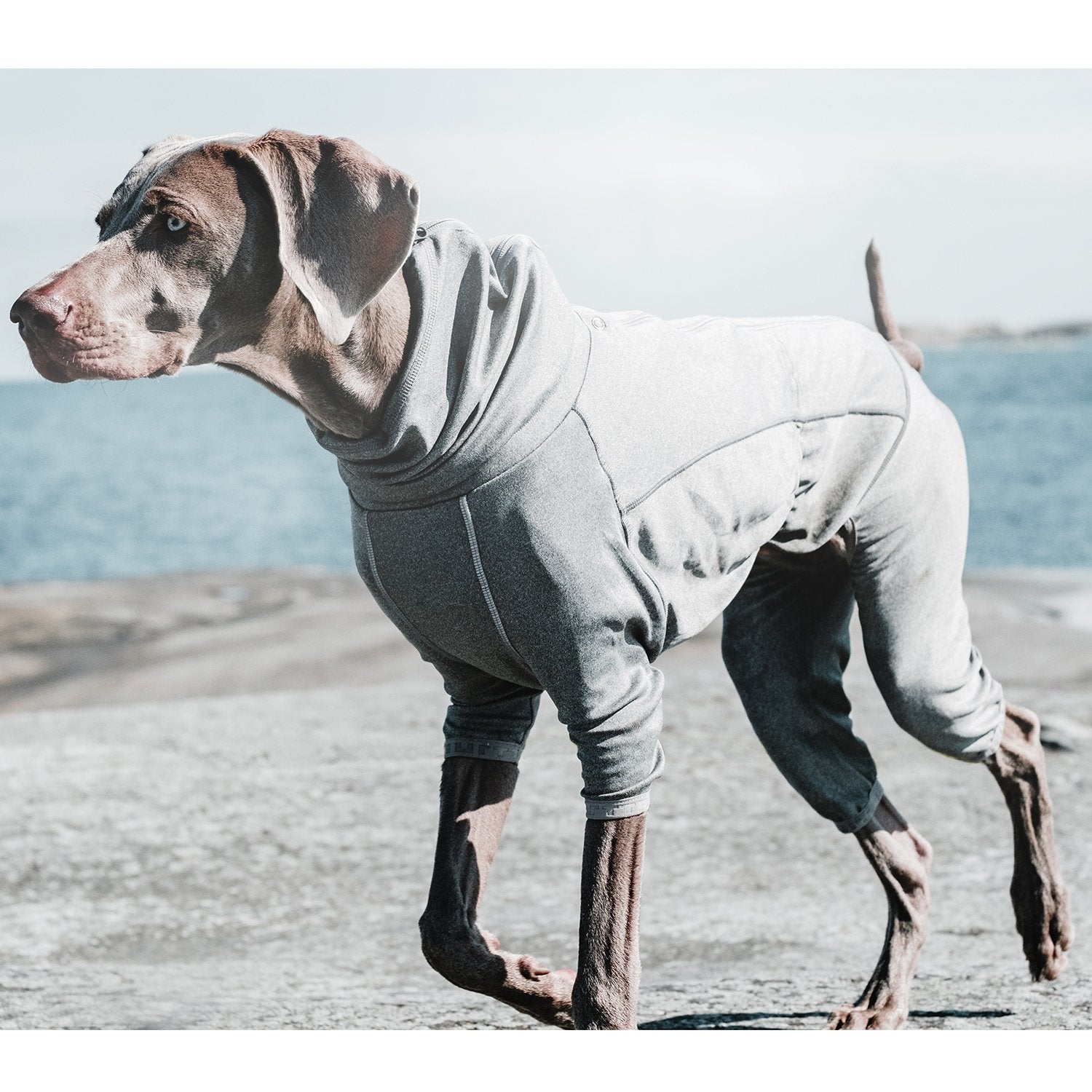 Hurtta Body Warmer on a dog during a walk, highlighting warmth.