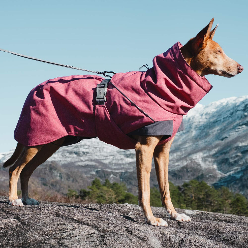 Hurtta Expedition Parka Beetroot back view showing full range of motion during play.
