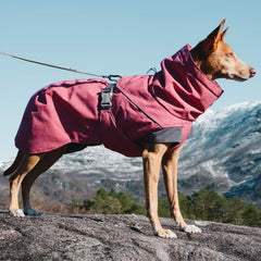 Hurtta Expedition Parka Beetroot back view showing full range of motion during play.