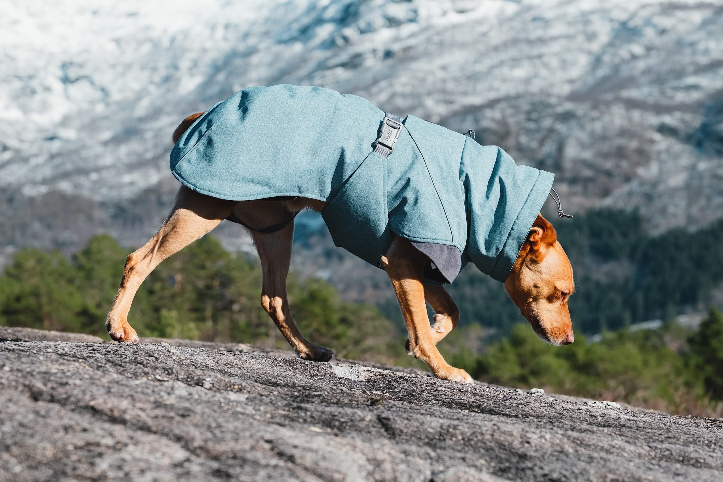 Hurtta Expedition Parka Bilberry back view highlights full coverage for cold days