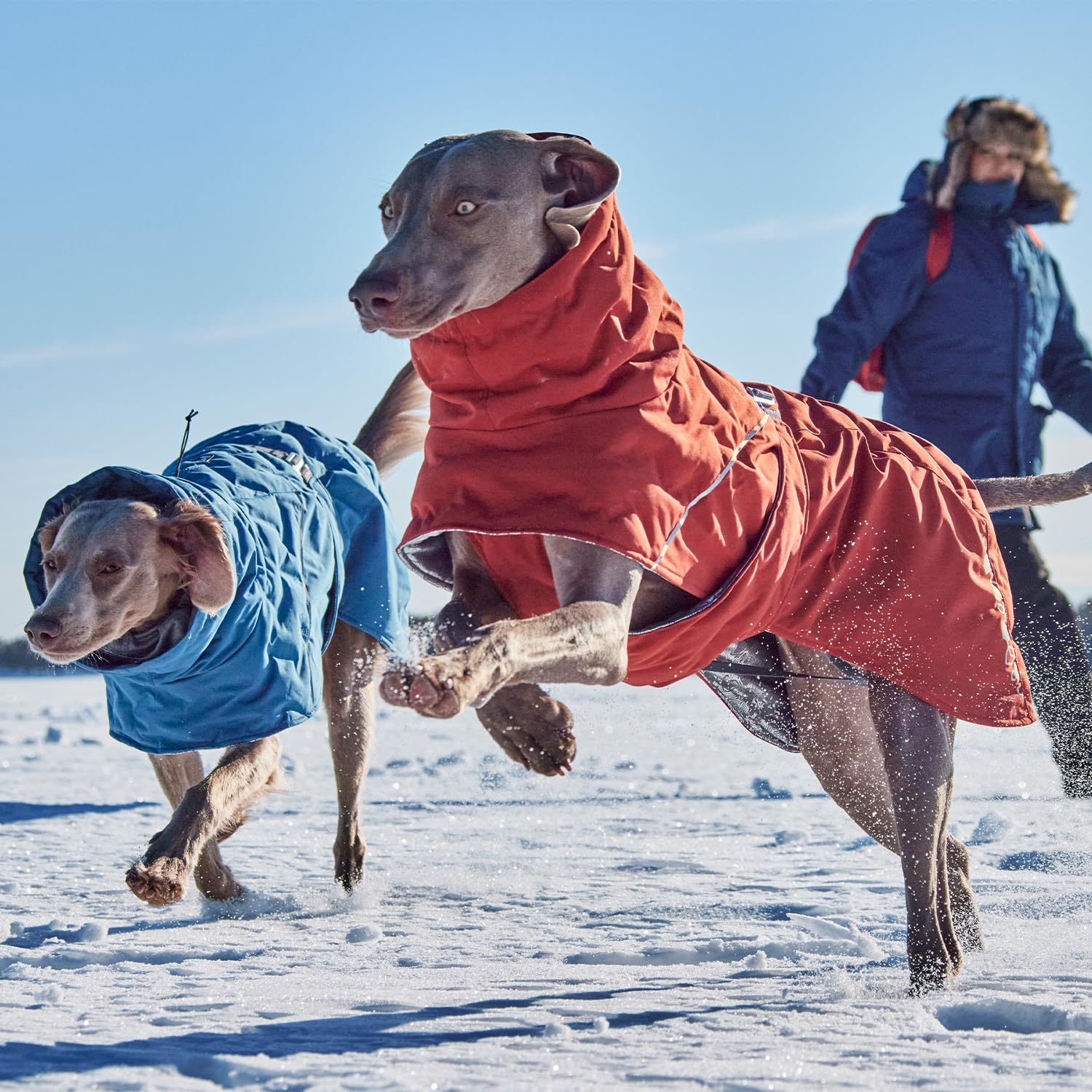 Hurtta Extreme Warmer III ECO waterproof shell demonstrates weatherproof protection in wet conditions.