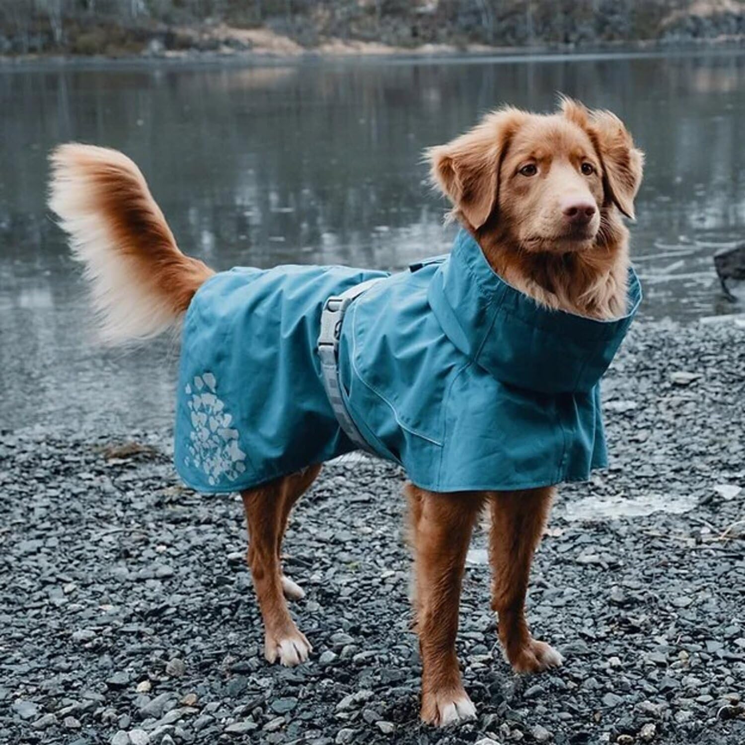Hurtta Monsoon Coat Bilberry 18in back view with reflective trim for safety