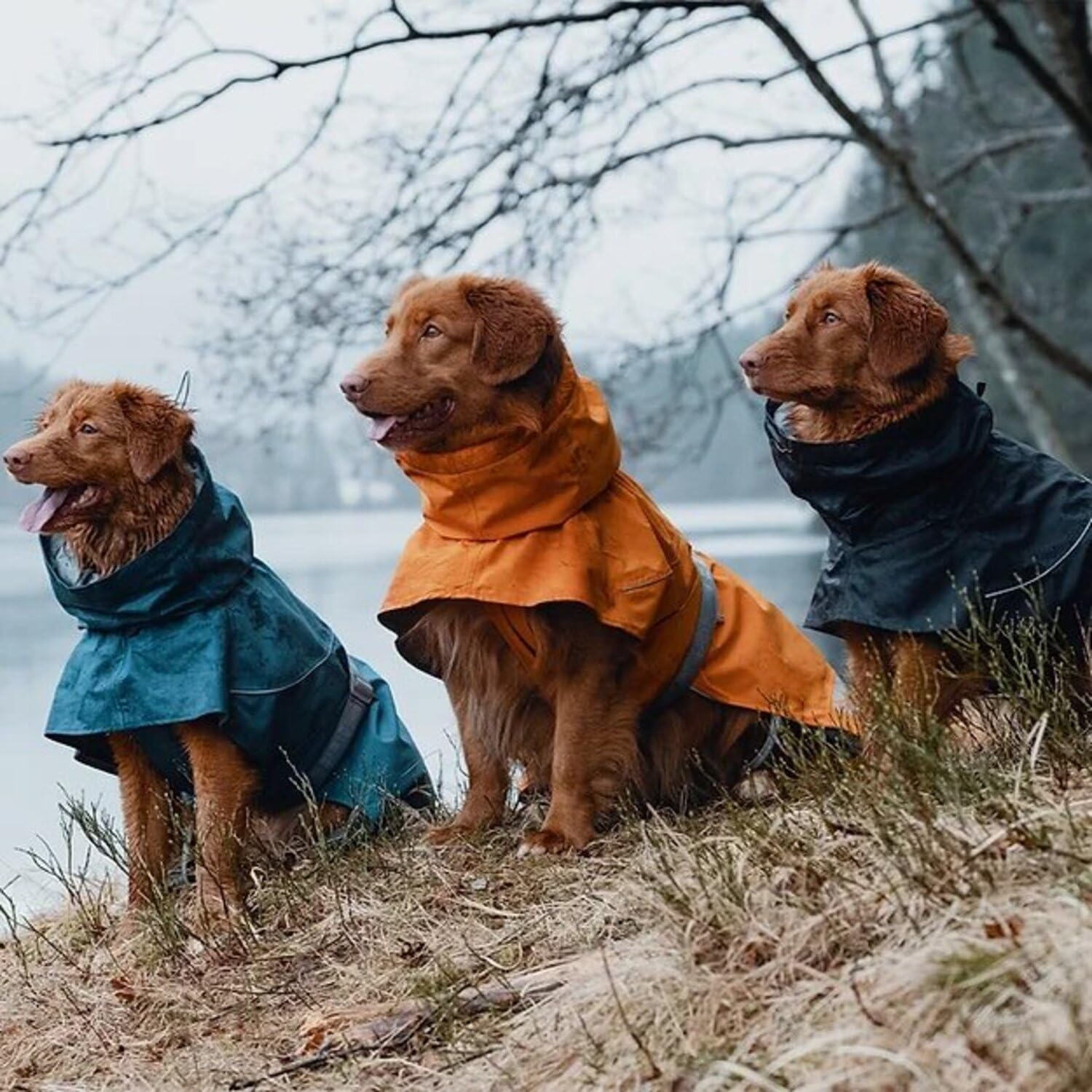 Hurtta Monsoon Coat Bilberry 18in worn in rain demonstrates easy on-off wear