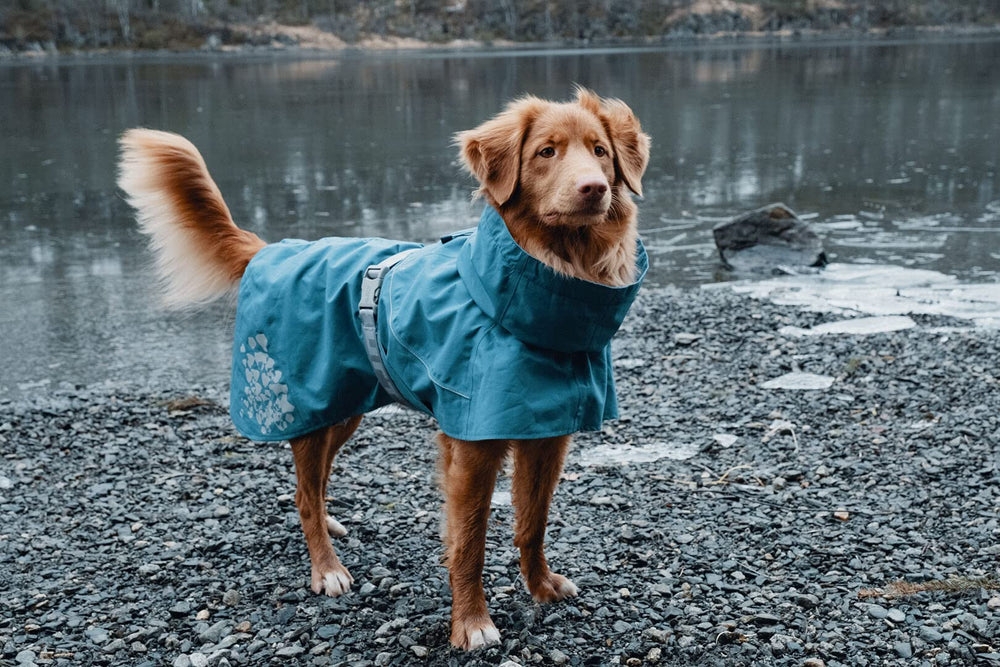 Hurtta Monsoon Coat side profile Bilberry color and snug fit