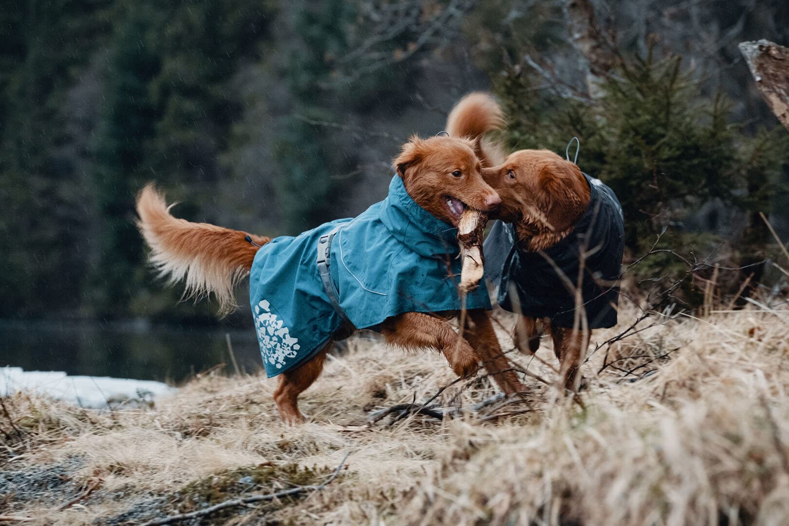 Hurtta Monsoon Coat ready for rainy day adventures with quick-dry potential