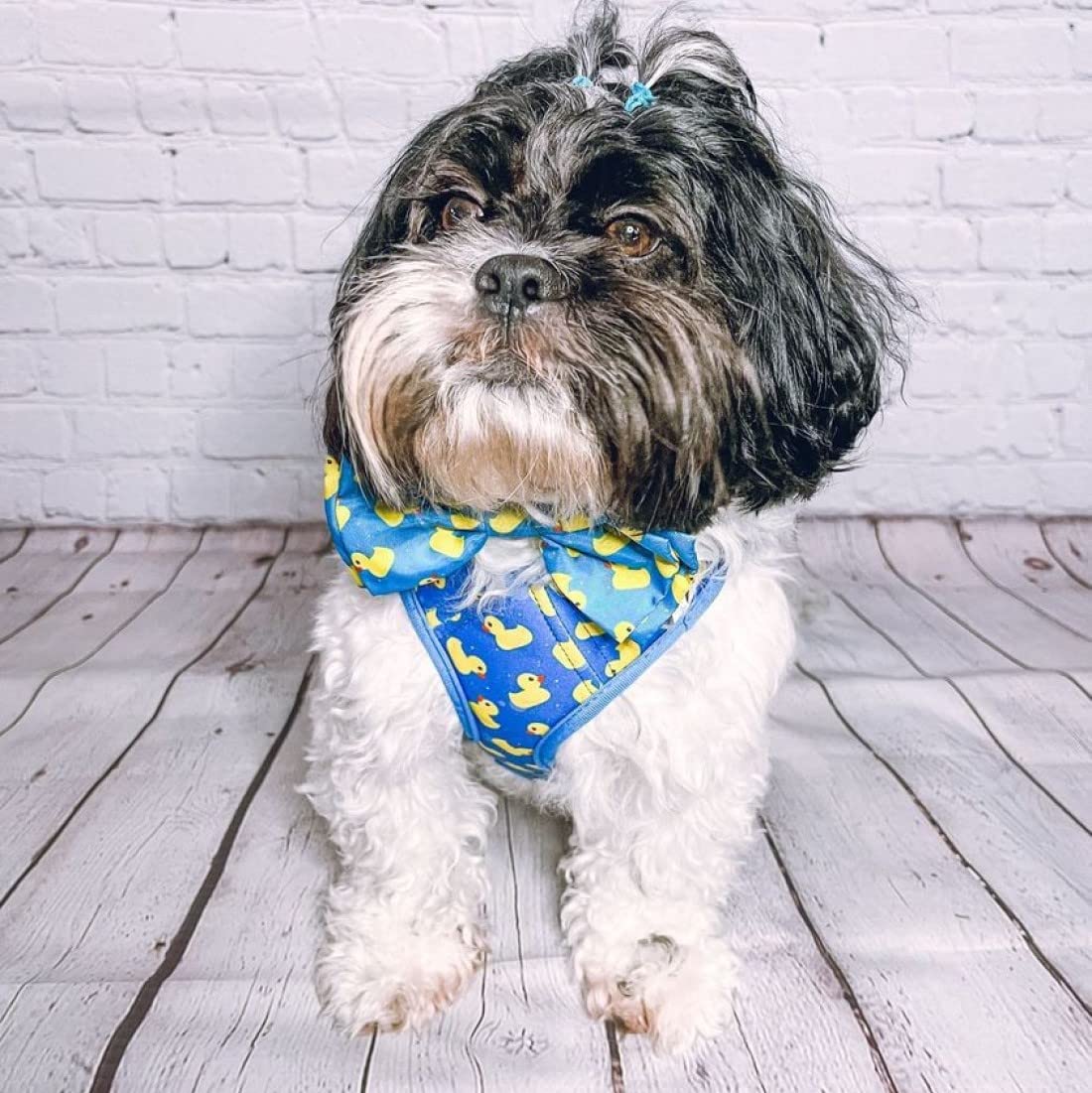 Huxley and Kent Hudson Lucky Ducky harness available in multiple sizes for various breeds