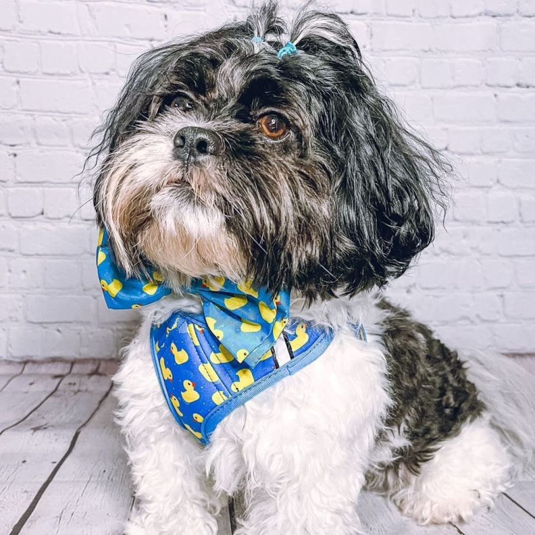 Huxley and Kent Hudson Lucky Ducky harness with reflective strips supports safe walks, hikes, and jogging