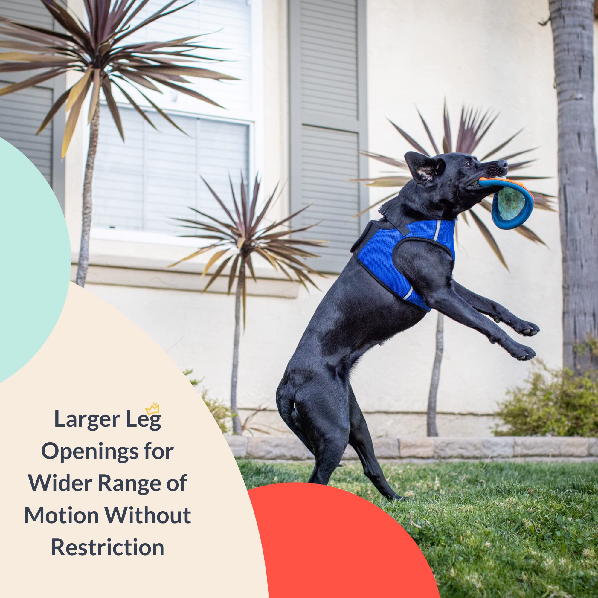 Huxley & Kent Hudson blue harness available in five sizes to fit growing dogs.