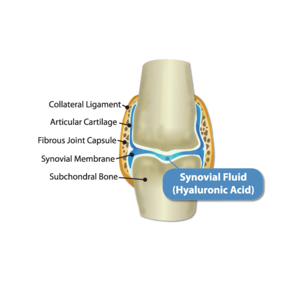 HyaFlex Pro-Complete joint illustration emphasizes cartilage and connective tissue support.