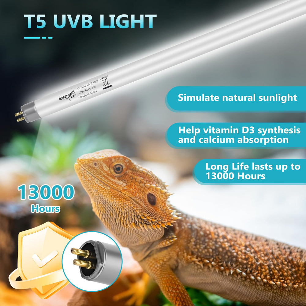 Hygger Zoo bearded dragon setup demo under desert lamp