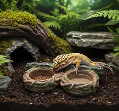 Hygger Zoo gecko feeder ledge installed demonstrates secure magnet and stable setup.