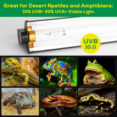 Hygger zoo reflector hood concentrates UVB and bright light for efficient basking zones
