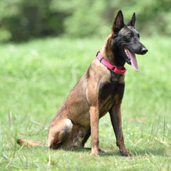 Hyhug durable nylon collar closeup emphasizes long-lasting color and rugged construction
