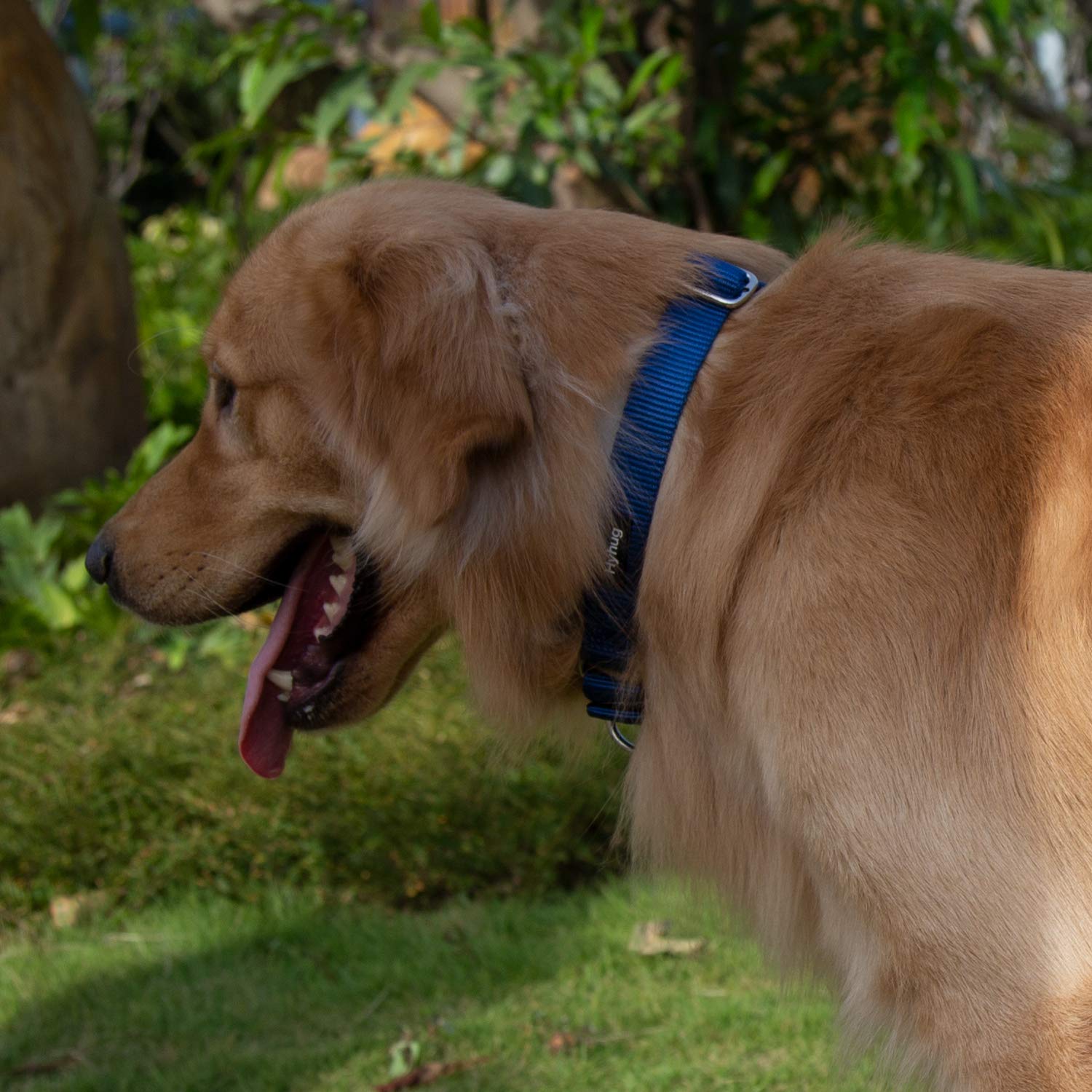 Hyhug Martingale Collar blue close-up fabric reveals colorfast, long-lasting material.