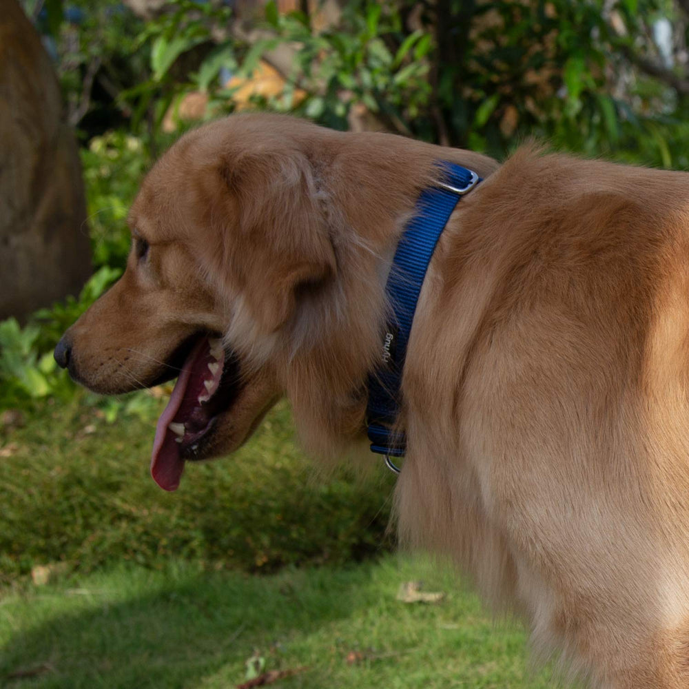 Hyhug Martingale Collar blue close-up fabric reveals colorfast, long-lasting material.