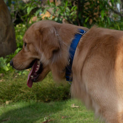 Hyhug Martingale Collar blue close-up fabric reveals colorfast, long-lasting material.