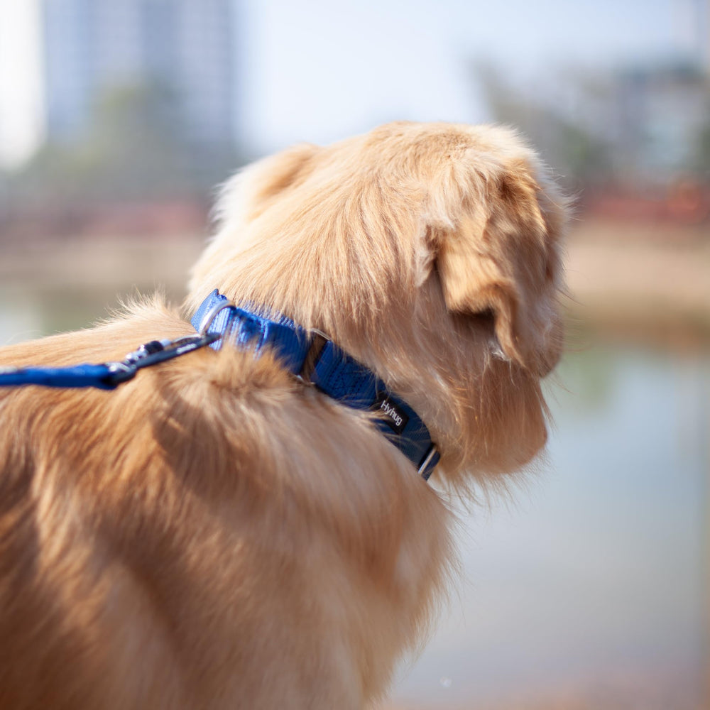 Hyhug Martingale Collar blue size chart aids selecting the proper neck fit.
