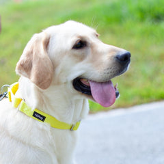 Hyhug martingale collar large yellow nylon-detail highlights durable colorfast material