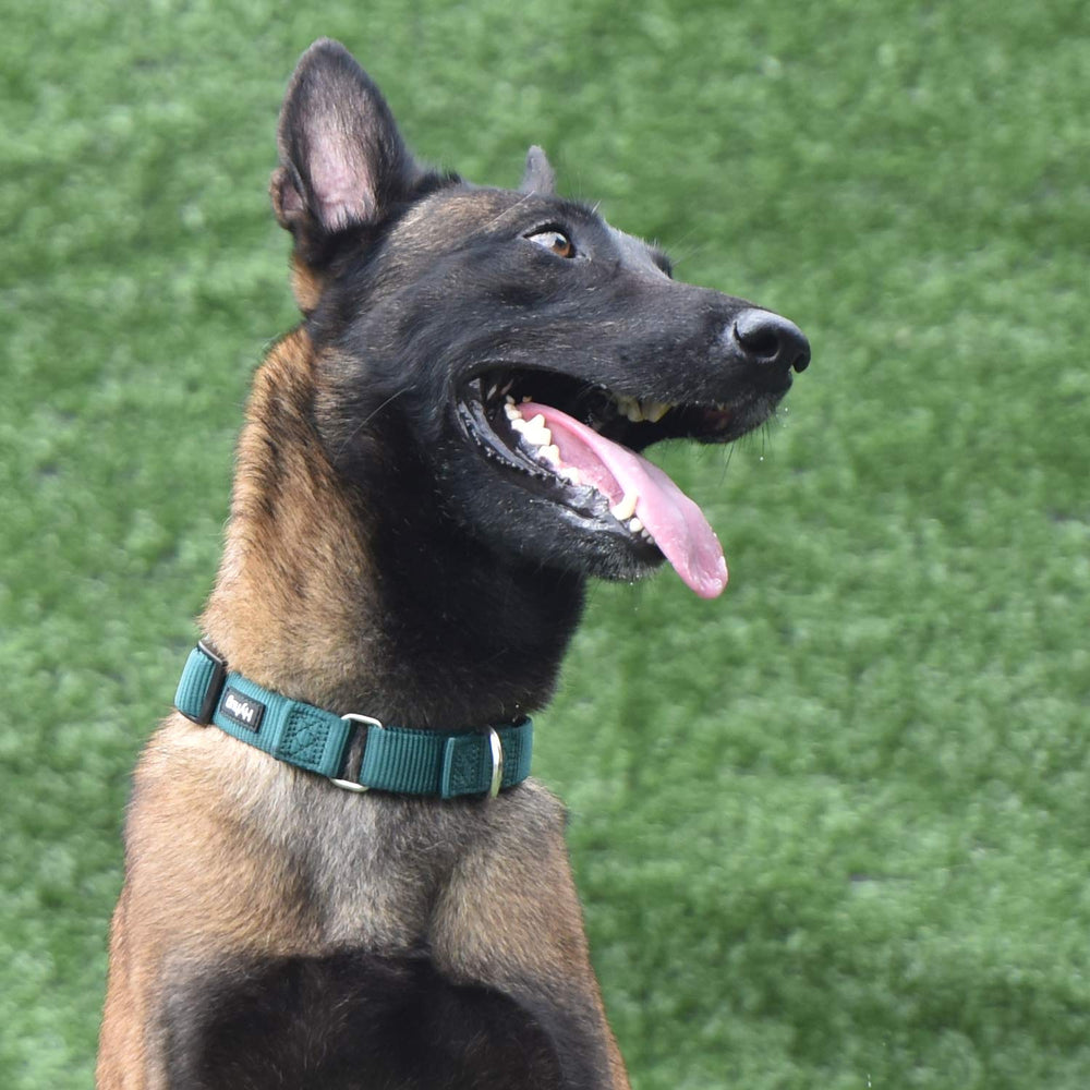 Hyhug collar small green during daily walk for gentle control