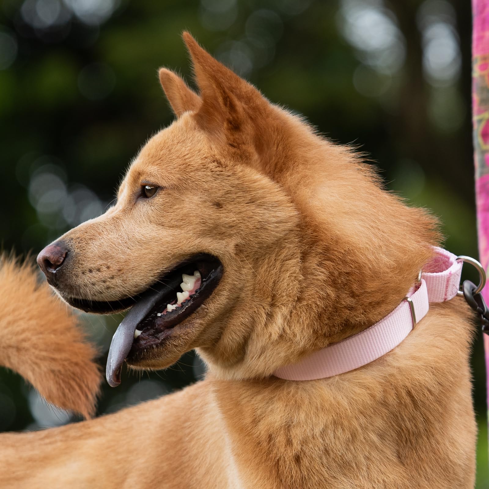 Hyhug martingale collar xl pink escape-proof-feature emphasizes secure wear during training.