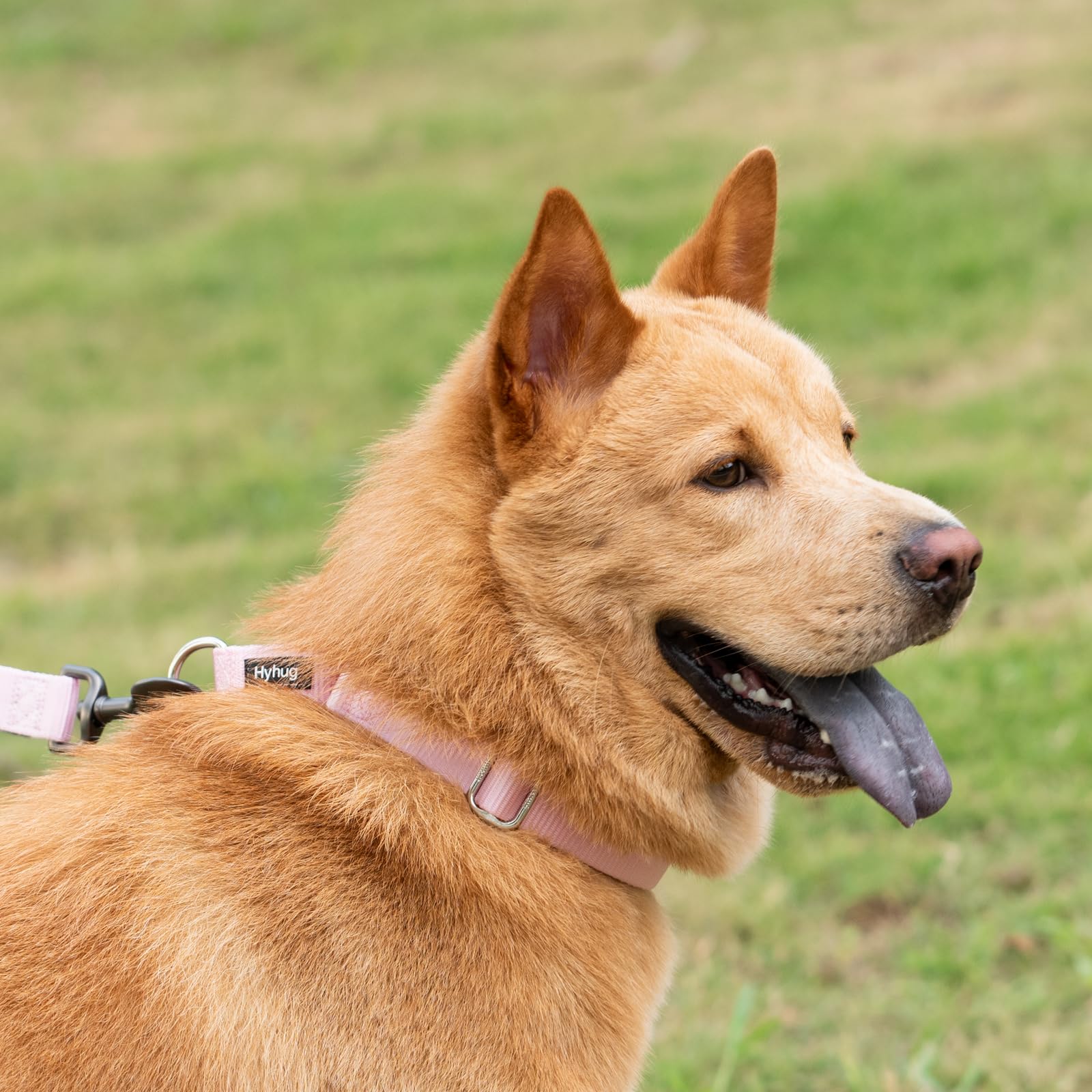 Hyhug martingale collar xl pink no-buckle-nylon shows easy slip-on safety for walks.