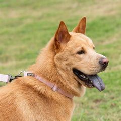 Hyhug martingale collar xl pink no-buckle-nylon shows easy slip-on safety for walks.