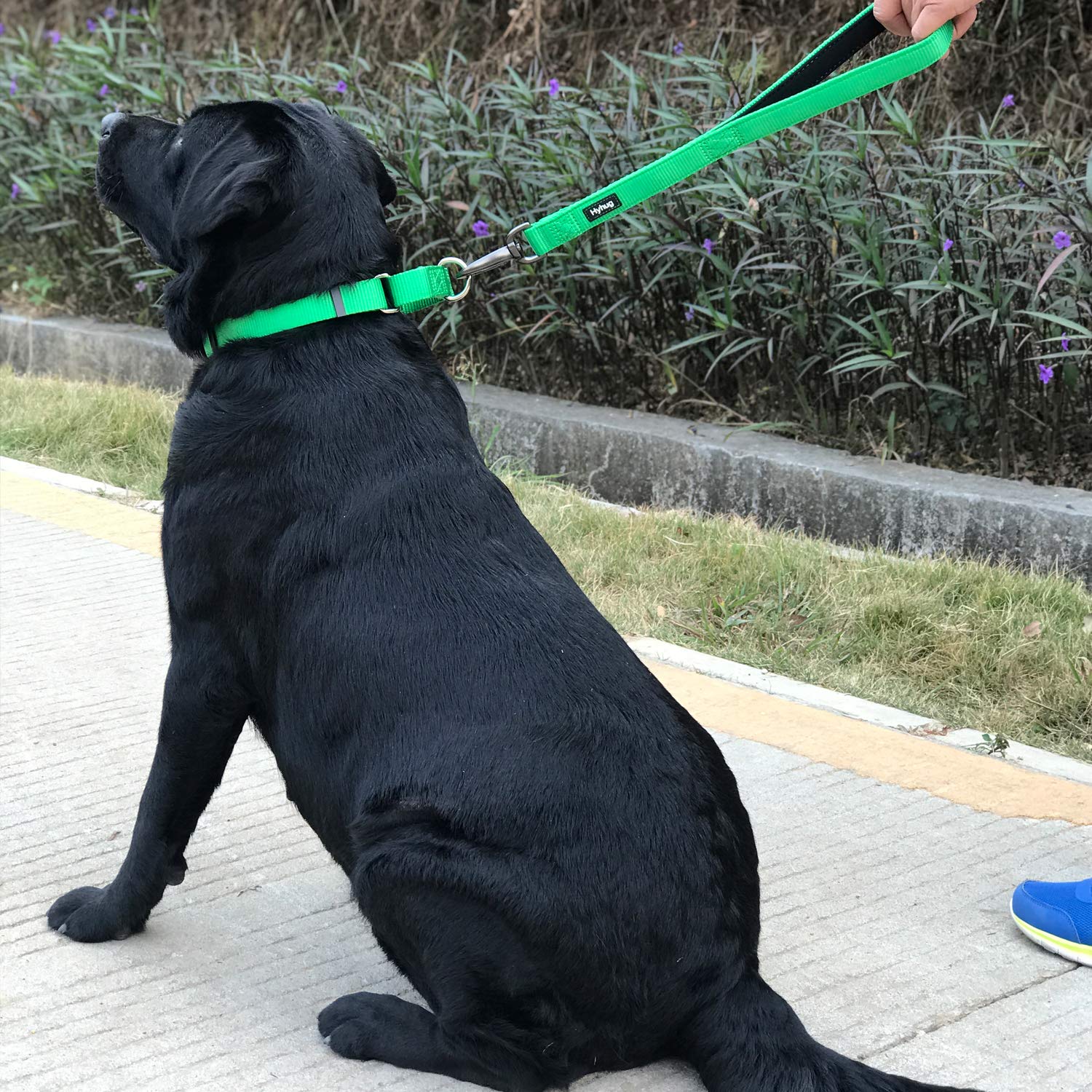 Hyhug Martingale collar demonstrating buckle-free design for easy slip-on